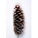 SUGAR PINE CONE 9"-14" STAKED  